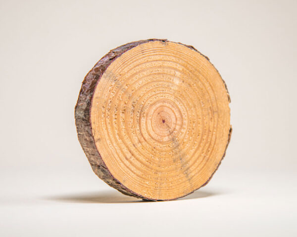 Why Are Trees Collector's Box - Image 15